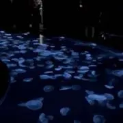 くらげの画像