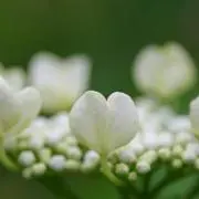 SYの画像