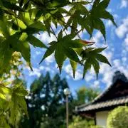 Greenの画像