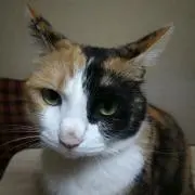 にゃんにゃん(´- `*)の画像