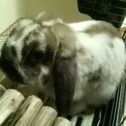 うさぎ