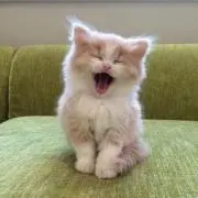 mooの画像