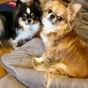 はんちーの画像