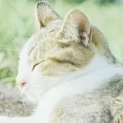 さと