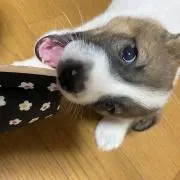珀兵衛