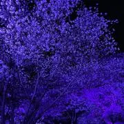 りぃの画像