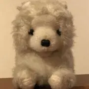 モモンタの画像