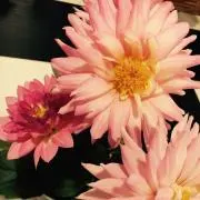 mottyの画像