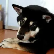 柴犬