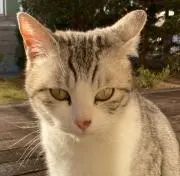 みかんの画像