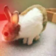 チョコ