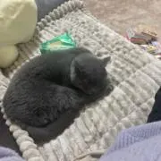 ゆゆまるまる