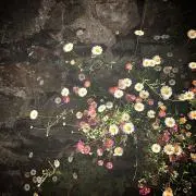 Bonheurの画像