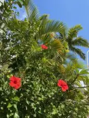 花音（カノン）