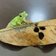 てる23の画像