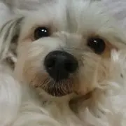 かおりんの画像
