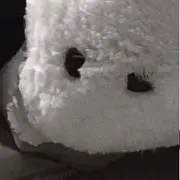 Bananaebiの画像