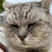 だだ