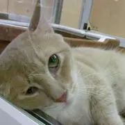 とよの画像