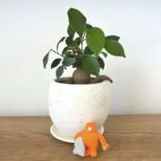 minの画像