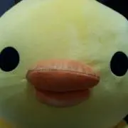 ぴよこ