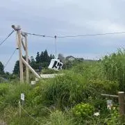 ツパイの画像