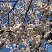 いっくの画像