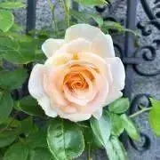 Rocher