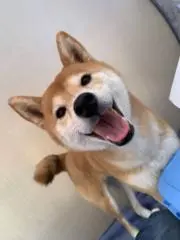 きっつねうどんの画像