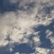 ぽちの画像