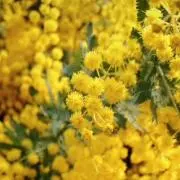 mimoyuuka☆+。゜の画像