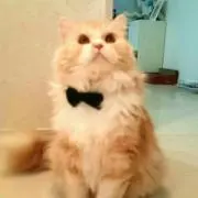 ロイ