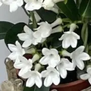 シーザーの画像