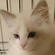 ステイブルの画像