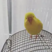 ajimiuoの画像
