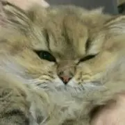 こねこ
