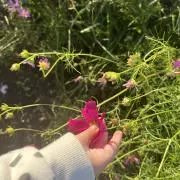 花❁⃘*.゜の画像