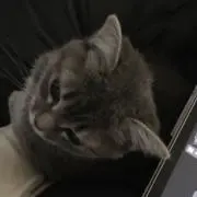 しさの画像
