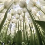 usaの画像