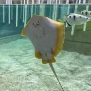 misaの画像