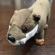 taipon
