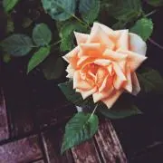 Soykの画像
