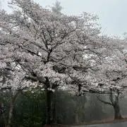 Sakura［即購入ok］の画像