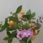 ponyoの画像