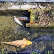 こいの画像