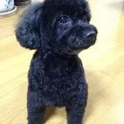 ともかつじゅんの画像