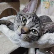 ハル