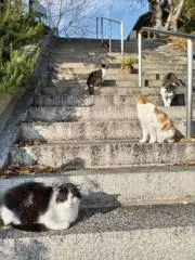 ninjinの画像