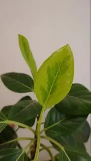 kayoの画像
