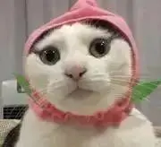 ちよちよ。プロフ読んでくださいの画像